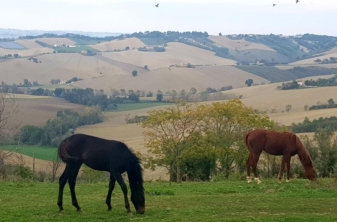 La Collina Dei Cavalieri Villa Belvedere Ostrense Kültér fotó